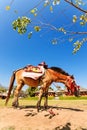 Horse service traveler at countryside of Thailand at Santichon v