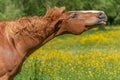 Horse shaking its mane in a green pasture filled with yellow buttercups Royalty Free Stock Photo