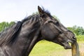 Horse sharpens its teeth on a wooden pole Royalty Free Stock Photo