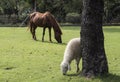 Horse and sheep grazing