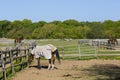 Horse with Sheet on in Corral