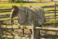 Horse with Sheet on in Corral in Shade