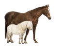 Horse and Shetland standing next to each other Royalty Free Stock Photo