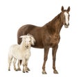 Horse and Shetland standing next to each other Royalty Free Stock Photo