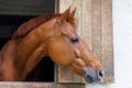 Horse with shiny dark mane sticks its head out of window in stall in stable Royalty Free Stock Photo