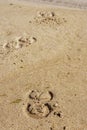 Horse shoe imprint on a warm sand. Equestrian abstract background