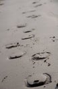 Horse Shoe Prints in the Sand Royalty Free Stock Photo