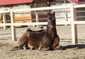 Horse with the short black mane are in the paddock near the white fence