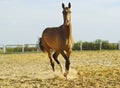 horse with a short mane and a white blaze on his head is running Royalty Free Stock Photo