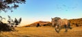 Horse shot with beautiful sunset background on mountains Royalty Free Stock Photo