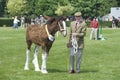 Horse show Royalty Free Stock Photo