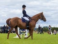 Horse Show Jumping Event. Gymkhana. Royalty Free Stock Photo