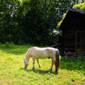 Horse showing the living at Museum of Cultural History in Oslo Norway Royalty Free Stock Photo