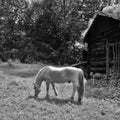 Horse showing the living at Museum of Cultural History in Oslo Norway Royalty Free Stock Photo