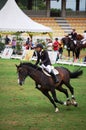 Horse Showjumping - Qabil Ambak Royalty Free Stock Photo