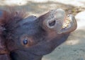 Horse shows her teeth Royalty Free Stock Photo