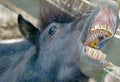 Horse shows her teeth Royalty Free Stock Photo