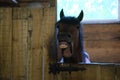 horse shows his teeth in the stable, horse stalls Royalty Free Stock Photo