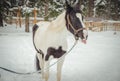 Horse shows language, detail Royalty Free Stock Photo