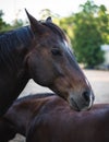 Horse side profile in farm