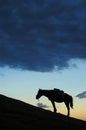 Horse silhouette