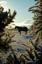 Horse in silhouette