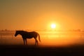 Horse silhouette on a background of dawn