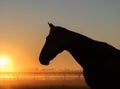 Horse silhouette on a background of dawn.