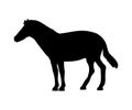 Horse silhouette extinct mammalian animal Royalty Free Stock Photo