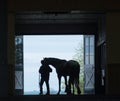 Horse Silhouette Royalty Free Stock Photo