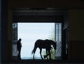 Horse Silhouette Royalty Free Stock Photo