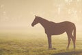 Horse silhouette on misty pasture