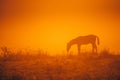 Horse silhouette on morning meadow. Orange photo, edit space Royalty Free Stock Photo