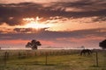 Horse silhouette on morning pasture Royalty Free Stock Photo