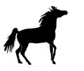 Horse silhouette 