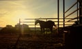 Horse silhouette at sunrise on ranch