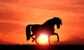 Horse Silhouette Sunset on the Field with nobody Royalty Free Stock Photo