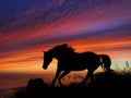 Horse Silhouette Sunset Royalty Free Stock Photo