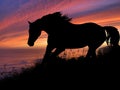 Horse Silhouette Sunset Royalty Free Stock Photo