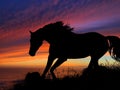 Horse Silhouette Sunset Royalty Free Stock Photo