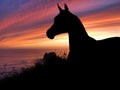 Horse Silhouette Sunset Royalty Free Stock Photo