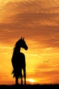 Horse silhouette at sunset