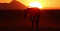 Wild horse silhouette in crimson sunset along Pony Express Royalty Free Stock Photo