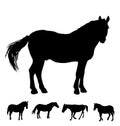 Horse silhouettes collection on white Royalty Free Stock Photo