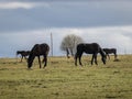 Horse silhouettes between electric poles on a background of green spring pasture