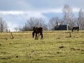 Horse silhouettes between electric poles on a background of green spring pasture