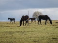 Horse silhouettes between electric poles on a background of green spring pasture