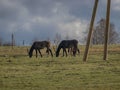 Horse silhouettes between electric poles on a background of green spring pasture