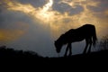 Horse silhouettes gazing grass