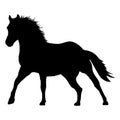 Horses by Twilight: Silhouette Art Royalty Free Stock Photo